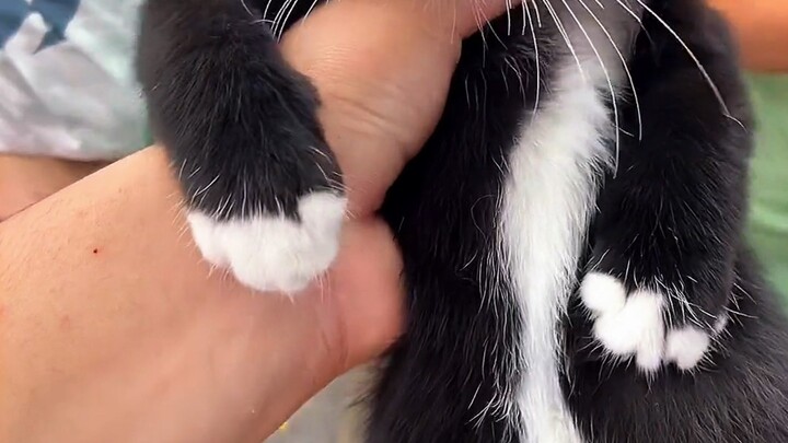 Saya berhasil menemukan seekor kucing yang sangat menguntungkan… Ternyata pemilik toko juga memberi 