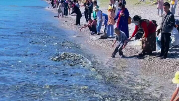 Hồ Thanh Hải: Cá Huáng di cư, cảnh tượng vô cùng hùng vĩ