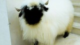Valais Blacknose Sheep almost suffered from heatstroke.