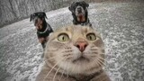 Cats and dogs ehehehehe