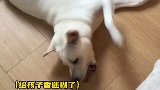 So this behavior from dogs actually means they're happy!