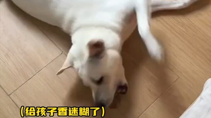 原来狗子这种行为是高兴啊