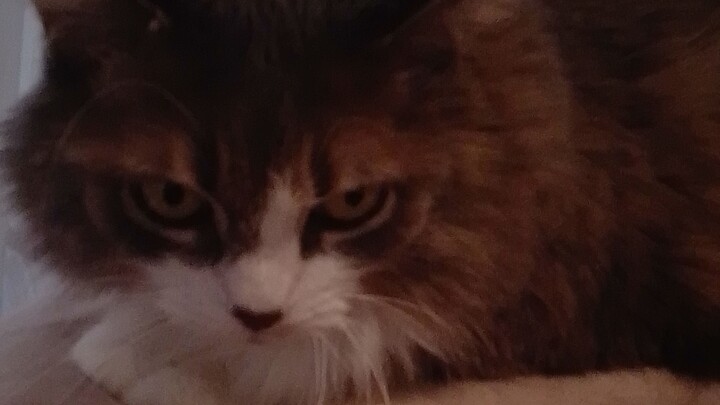 Little Lady Luck Prey for Snake