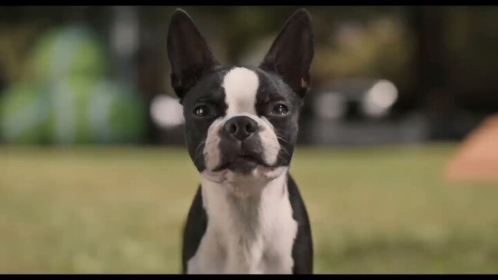 Strays _ watch full movie :link in description