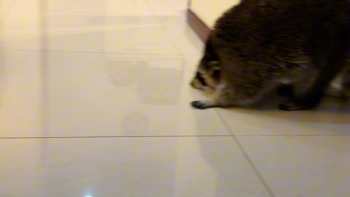 #Raccoon #Funny If you're not very close to a raccoon, it's best not to jump around in front of it.