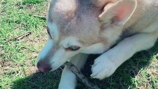 Sticks are my Klee Kai’s obsession 🤪 learnontiktok