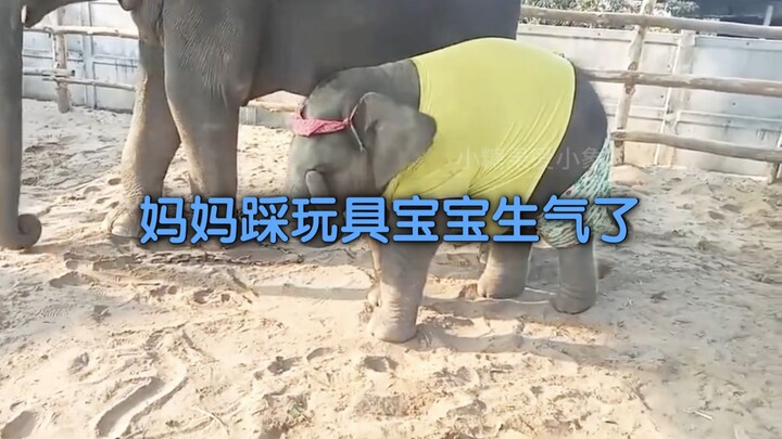 Siêu đáng yêu ☺️ Voi con chỉ dám giận dỗi trong im lặng…