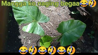 Mangga ko naging begaa😂🤣