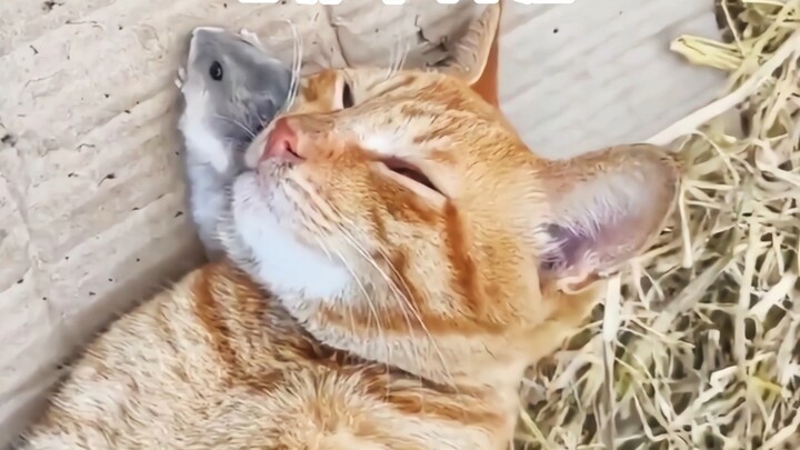 鼠：猫哥别吃我，我可以提供情报