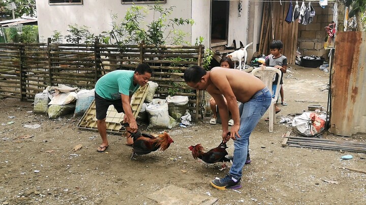 Cock fight in Philippines