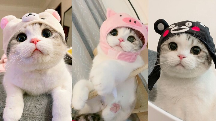 Ba set đồ siêu dễ thương cho mèo cưng, bạn thích set nào nhất?