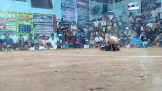 WIN! @SMCA 10/05/25 PULA KONTRA SINIBALANG(BULAG) STAG VS STAG