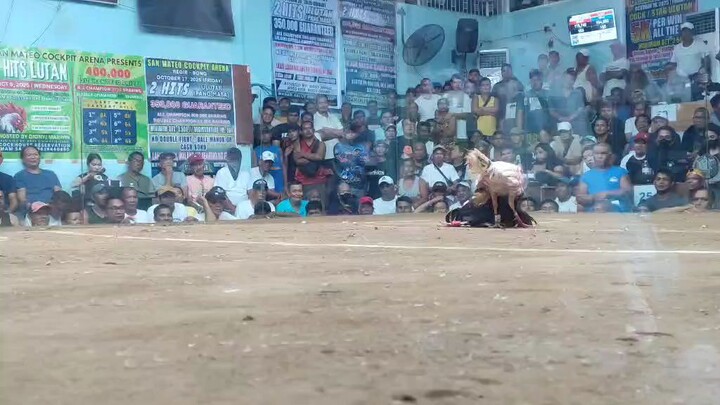 WIN! @SMCA 10/05/25 PULA KONTRA SINIBALANG(BULAG) STAG VS STAG