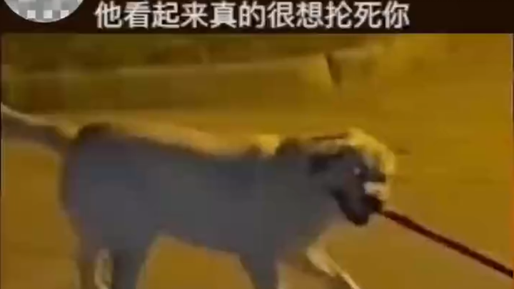 小狗抡起棍子平地转圈没想到主人灵活跳起躲过，狗狗恼羞成怒加快速度：老登！继续跳啊！