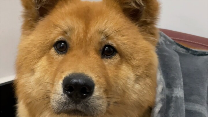 Bốn em bé mập của Tiểu Nhục Tùng