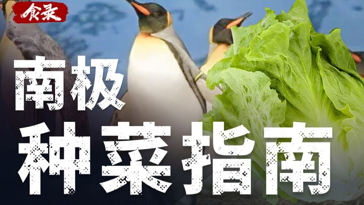 没有土壤没有阳光，如何种出一颗生菜？