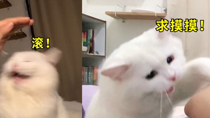 国外超傲娇小猫粘人翻脸性格瞬间切换，网友：欲擒故纵天花板