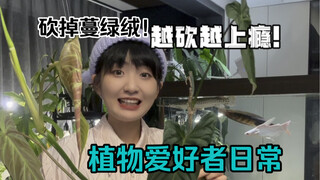 植物爱好者日常｜冲啊！砍掉那盆蔓绿绒！（不太沉浸式切植物…）