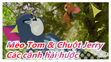 Mèo Tom & Chuột Jerry | Các cảnh hài hước