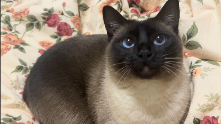 Kucing ini begitu kenyal