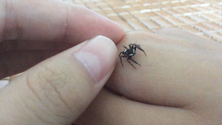It’s just a jumping spider!