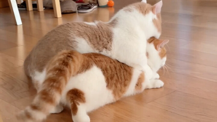 当公公猫遇到小母猫发情