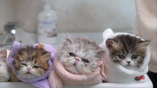 Giving four kittens a medicated bath—each one reacts in a more interesting way than the last!