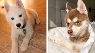 รวบรวมลูกสุนัขฮัสกี้น่ารักตลกและ SOO 7 - ลูกสุนัขฮัสกี้น่ารัก