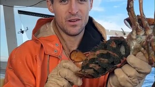 渔民小哥捕到了带有几万颗卵的母虾，先测试一下“爪力”，再做上记号、安排小零食、放生