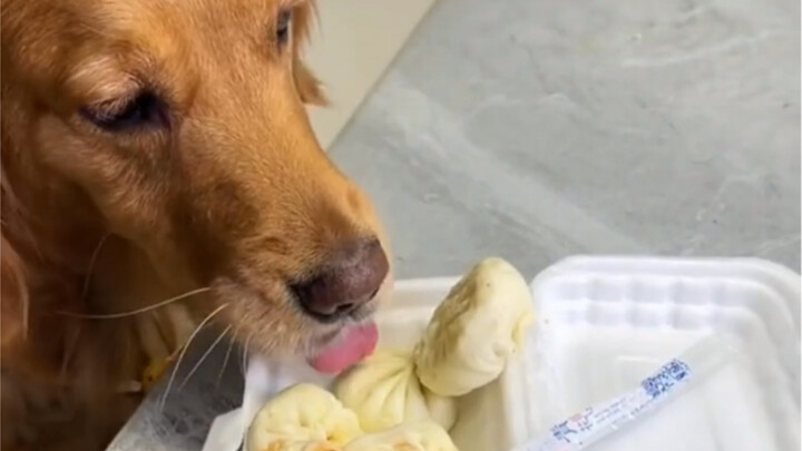 Ông chủ chăm thú cưng thất bại