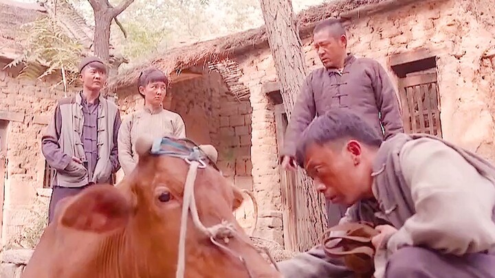 The village’s ox was fed nails by someone, but a college student managed to cure it with just one tr