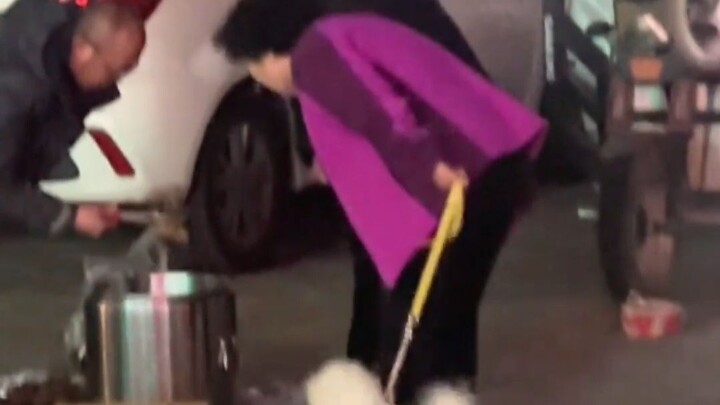 Puppy: Do humans really have to play like this?