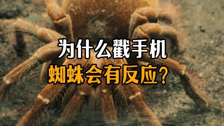 Why do phone spiders exhibit a stress response when poked?