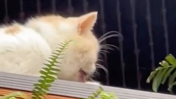 Apakah ini sangat mirip dengan cara kamu mengusap ingus saat kecil dulu…