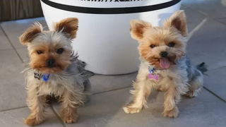 Best Of Cute Yorkie Puppies Compilation - Funny Dogs 2018