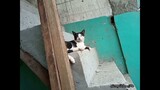 House Construction Inspector  Ginger Kitten (King)