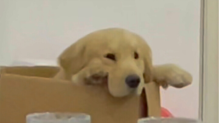 Chí lại cười bò lăn bò càng luôn mọi người ơi!