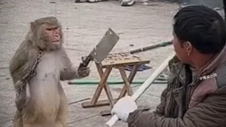 "The Four Great Monkey Kings"!!!