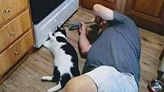 I'm 101% SURE that you will LAUGH with Funny and cute moments between CAT and their HUMAN