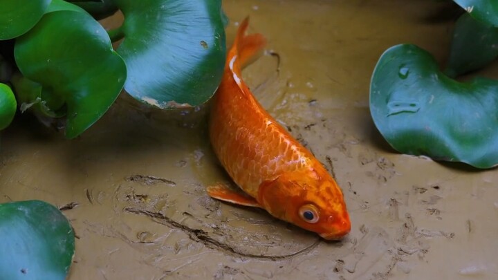 [MAD]The koi are so imaginative and creative!
