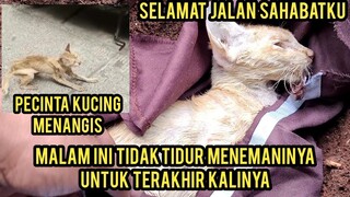 Kisah Kucing Liar Kurus Kering Yang Menderita di jalan Meninggal Di  Pelukanku..!