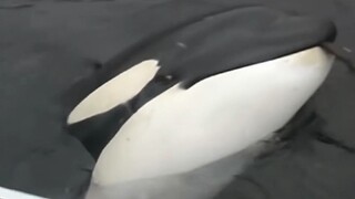 [Ocean Panda] 10 อันดับการเผชิญหน้าอันโด่งดังระหว่างวาฬเพชฌฆาตและมนุษย์