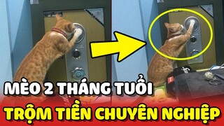 BẮT QUẢ TANG bé mèo 2 tháng tuổi TRỘM TIỀN của mẹ vô cùng chuyên nghiệp 😂 | Yêu Lu