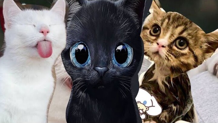 Funniest Animals 🐧 - Best Of The 2020 Funny Animal Videos 😁 - Cutest Animals Ever - Bilibili Funniest Animals 🐧 - Best Of The 2020 Funny Animal Videos 😁 - Cutest Animals Ever - Bilibili