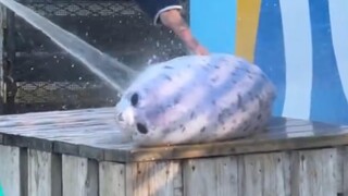 豹子头淋冲