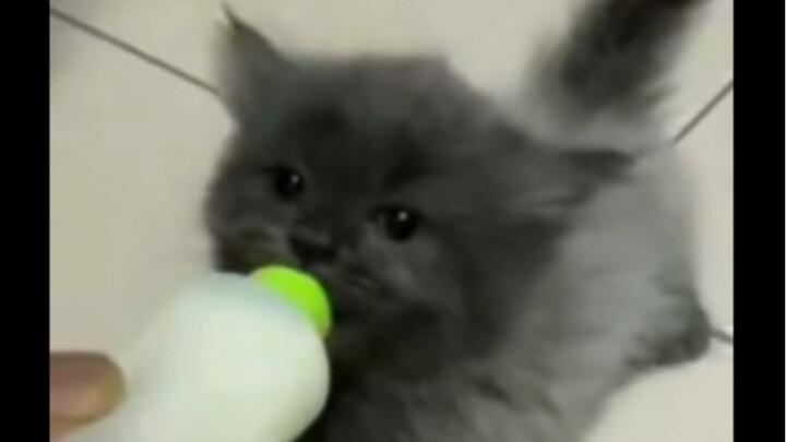 Little Kitten's Happy Time