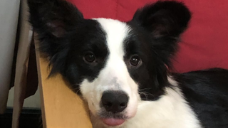 [73’s daily vlog] Did you know that Border Collies will dislike their owners?