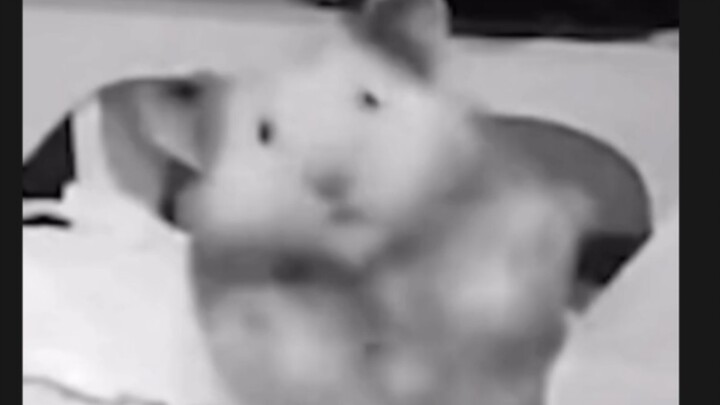 Hamster: He punched me right in the… upper jaw!