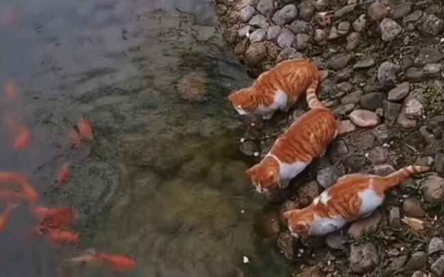 Three cats team up by the river to catch fish, and they immediately pick the prettiest one! #CatCatc
