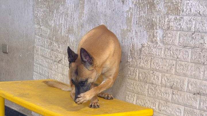 Memang agak merepotkan tuannya